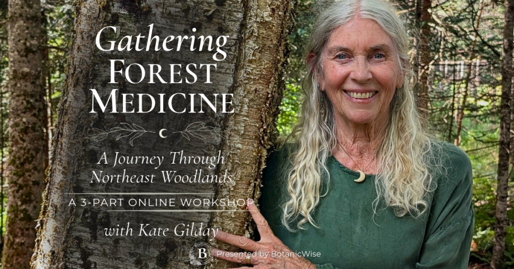 Gathering Forest Medicine with Kate Gilday