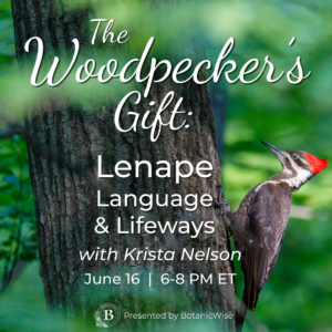 The Woodpecker’s Gift with Krista Nelson