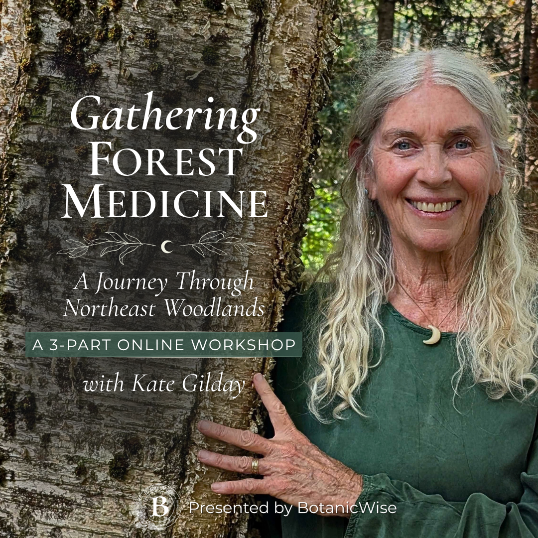 Gathering Forest Medicine with Kate Gilday